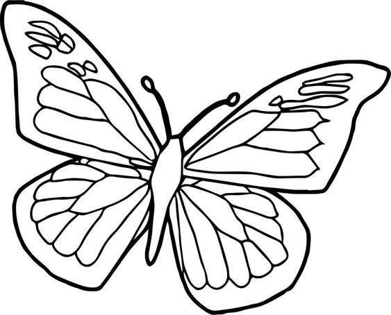 hình vẽ tô màu con bướm