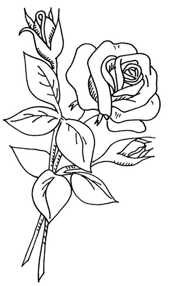 tranh tô màu sắc cành hoa hồng