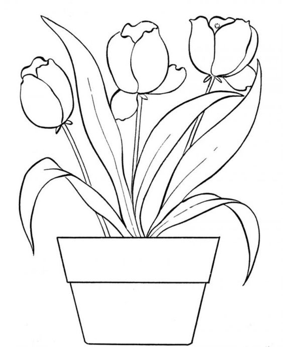 hình ảnh chậu hoa tulip cho bé tô màu