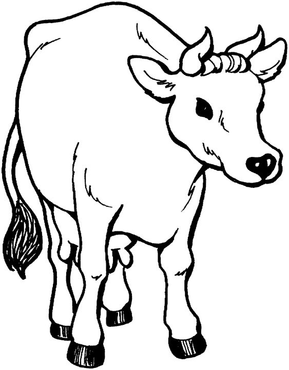 in tranh tô màu con bò miễn phí