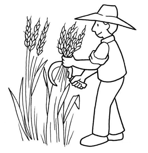tranh tô màu bác nông dân gặt lúa