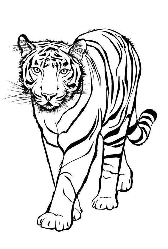 tranh tô màu con hổ đẹp