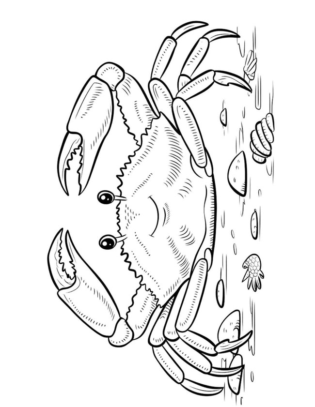 Hình tô màu con cua cho bé