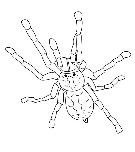 tô màu con nhện