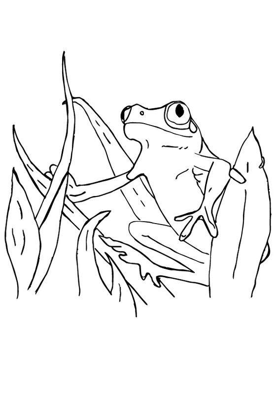 tranh tô màu con ếch cho bé