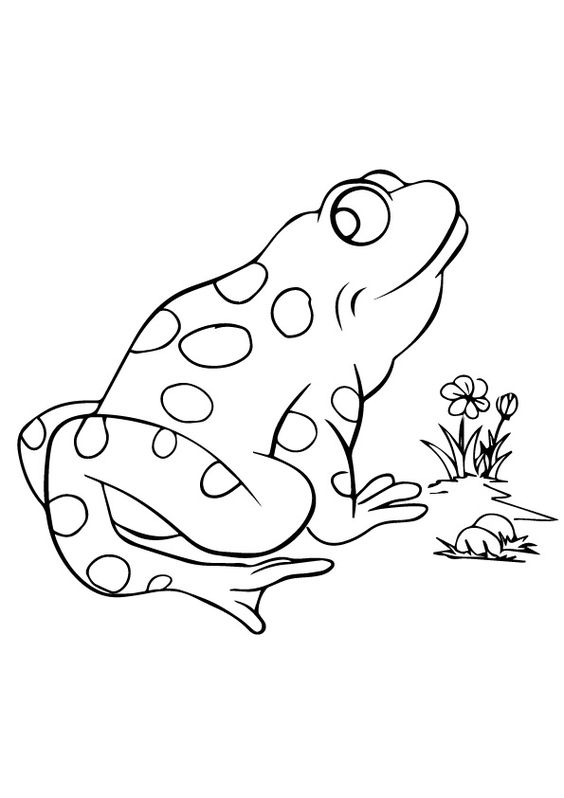 tranh tô màu con ếch siêu sắc nét