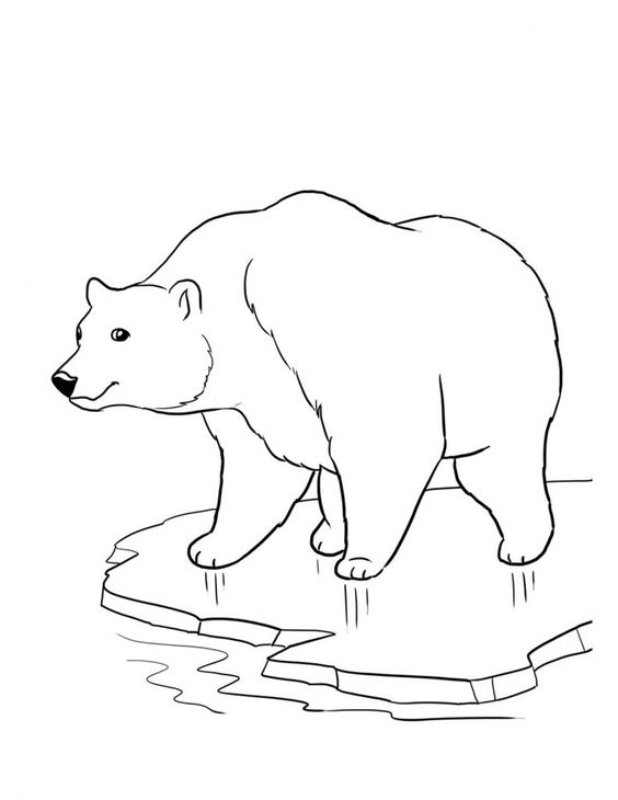 tranh tô màu con gấu bắc cực