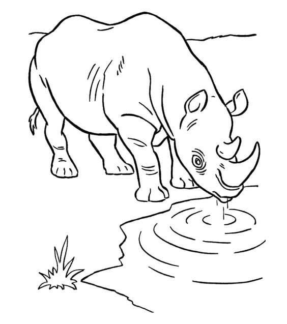 tranh tô màu con tê giác uống nước