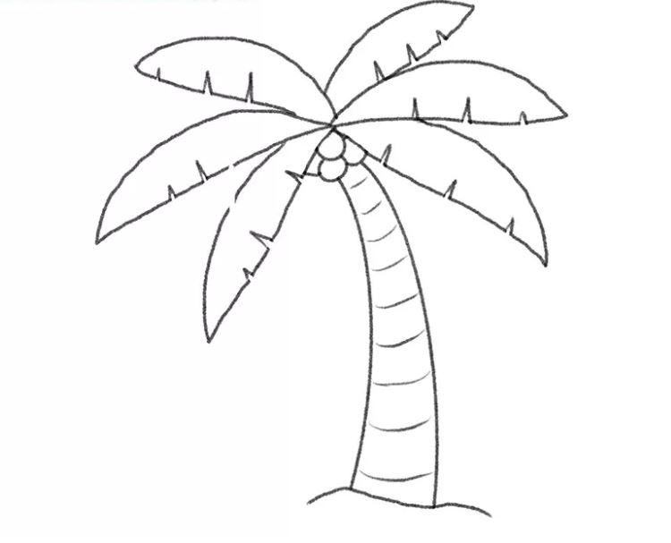 cách vẽ cây dừa bước 8