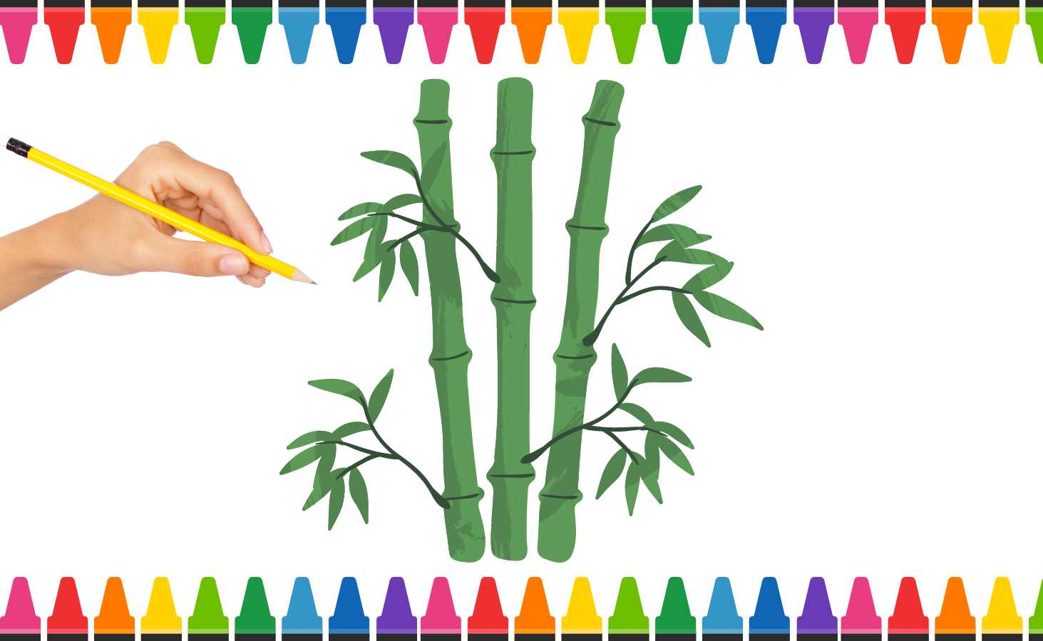 Cách Vẽ Cây Tre đơn giản bằng bút chì 9  How to Draw Bamboo with pencil   Kim Chi Art  Draw  YouTube