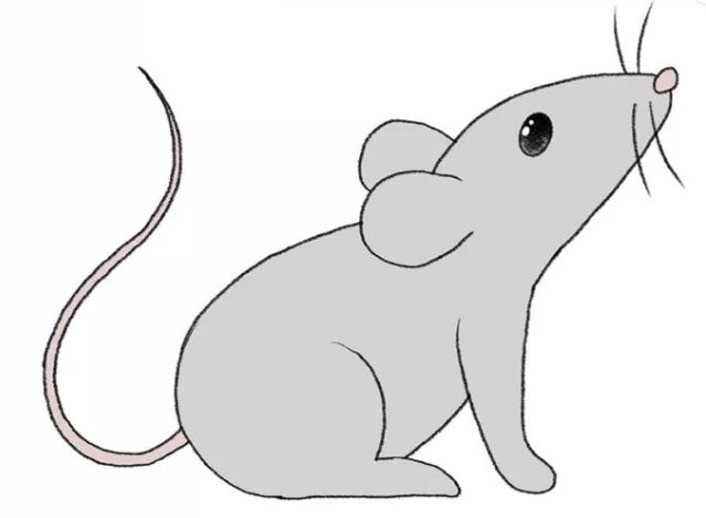 cách vẽ con chuột bước 9
