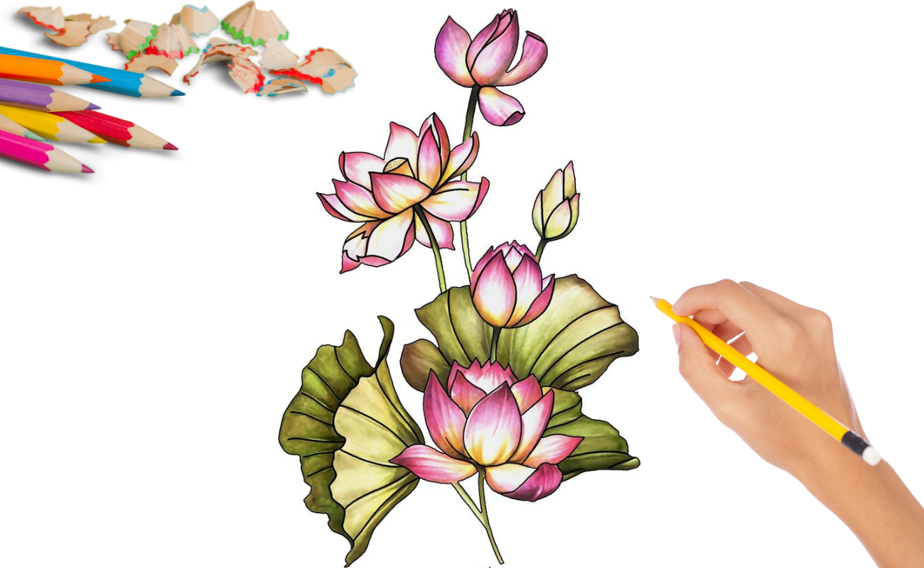 cách vẽ hoa sen cực đẹp