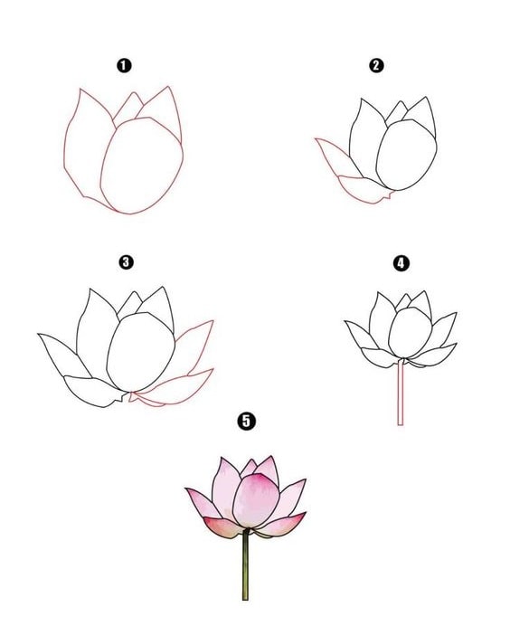 cách vẽ hoa sen dễ nhất