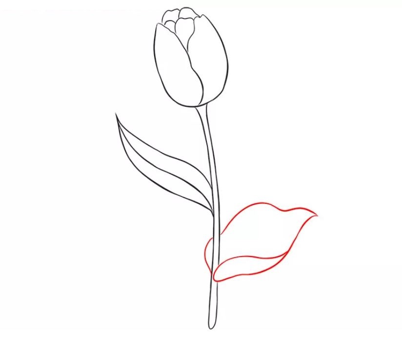 cách vẽ hoa tulip bước 6