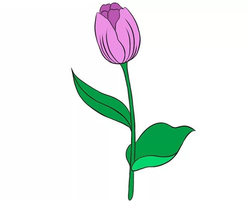 cách vẽ hoa tulip bước 8