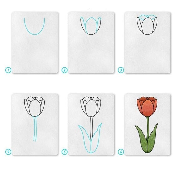 cách vẽ hoa tulip đang nở
