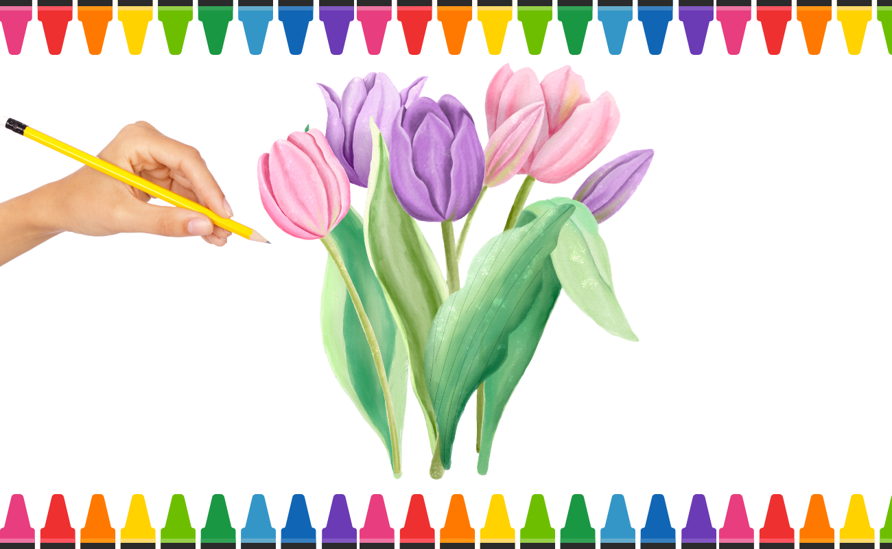 cách vẽ hoa tulip