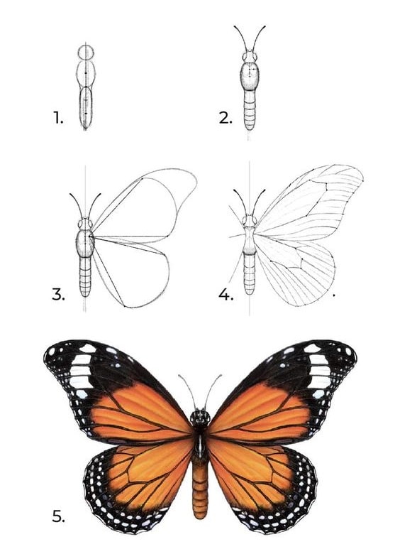 chi tiết cách vẽ con bướm đẹp nhất
