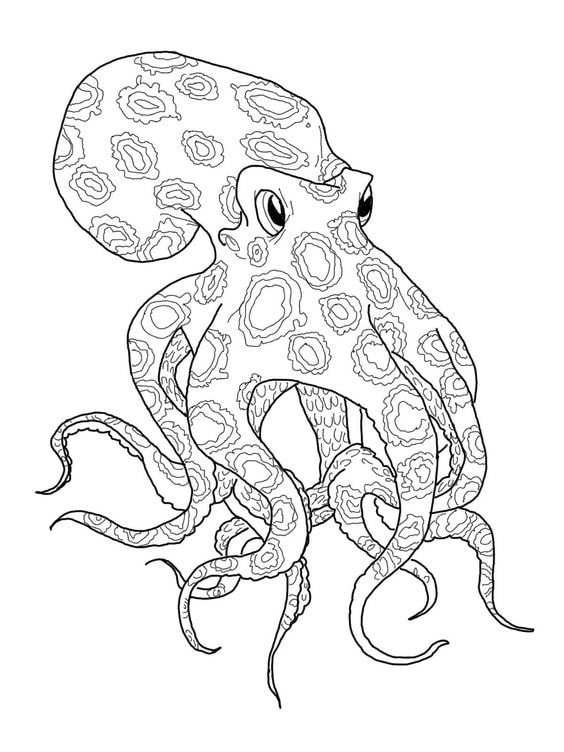 tranh con bạch tuộc cho bé tô màu